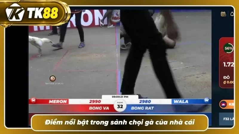 Các nét cơ bản tạo nên sức hút của đá gà TK88
